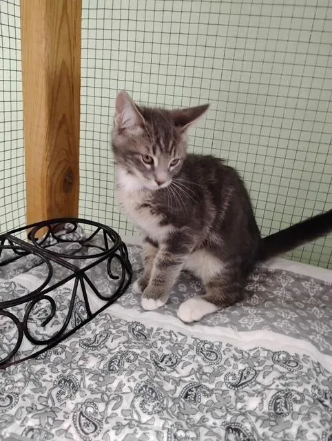 A baby small-sized male Tabby cat named Tonka for adoption in Crescent City, FL