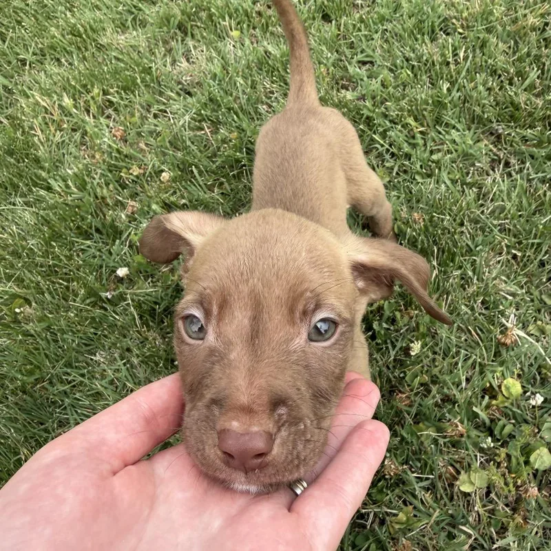 Milo