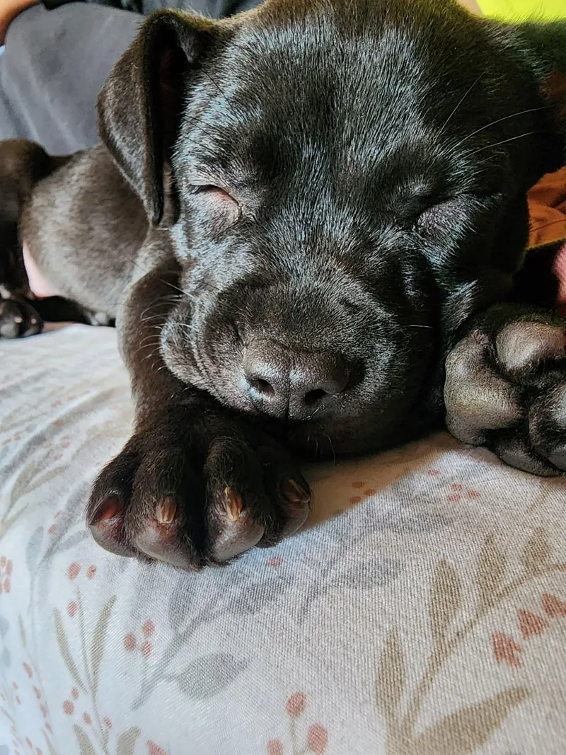 A baby medium-sized female Pit Bull Terrier dog named Pippa for adoption in Belleville, MI