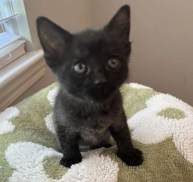 A baby medium-sized male Domestic Short Hair cat named Whitaker for adoption in Macomb, MI