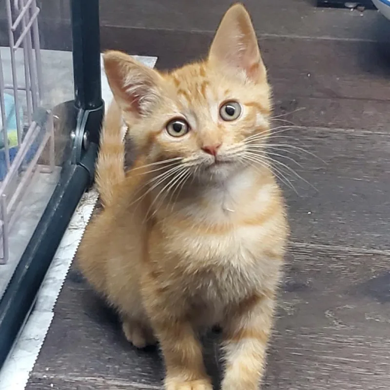 A baby small-sized male Orange / Red Domestic Short Hair cat named Weott for adoption in Westminster, CA