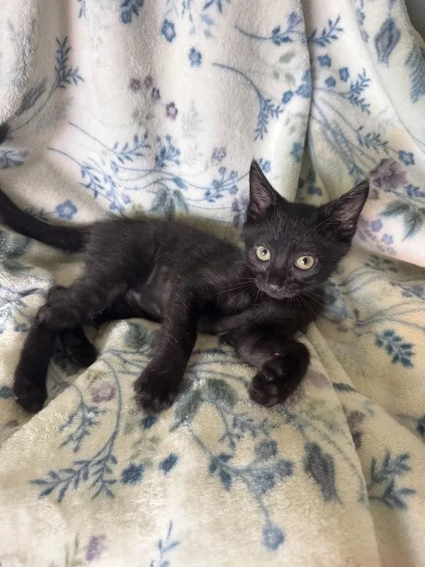 A baby small-sized male Domestic Short Hair cat named Renegade for adoption in Bonsall, CA