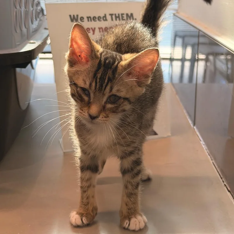 A baby small-sized female Brown / Chocolate Domestic Short Hair cat named Tetra for adoption in Chattanooga, TN