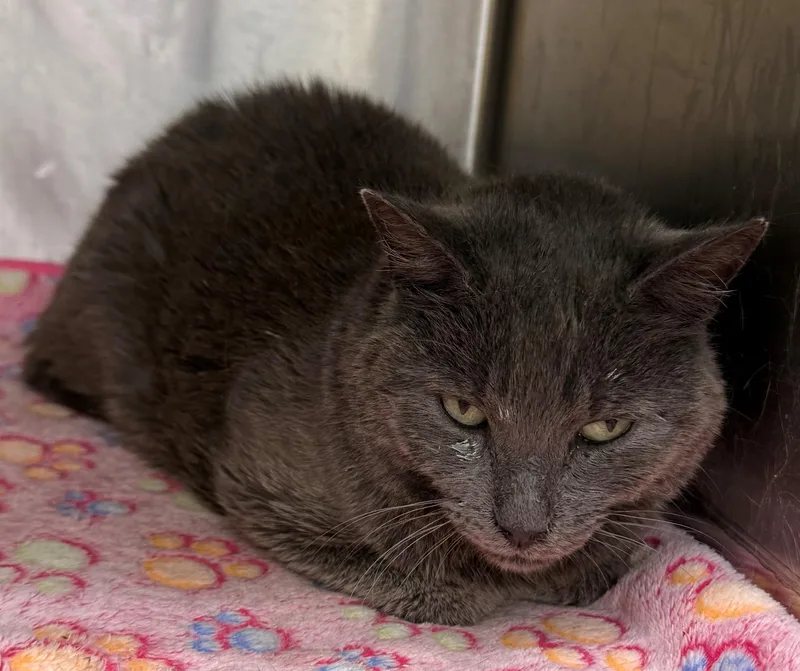 An adult medium-sized female Domestic Short Hair cat named Stevie for adoption in Edison, NJ