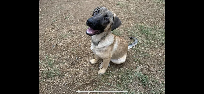 A baby large-sized female Brindle Labrador Retriever dog named Cinnamon for adoption in Falmouth, ME