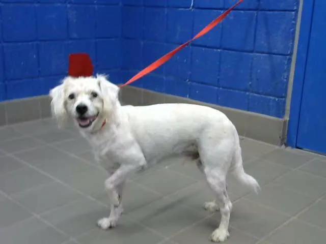 An adult medium-sized male Poodle dog named Snow Ball for adoption in Albuquerque, NM
