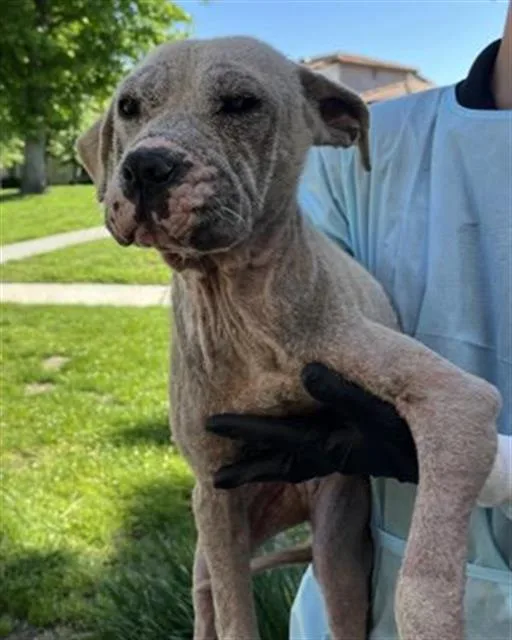 A young medium-sized female Pit Bull Terrier dog named Leona for adoption in Redlands, CA