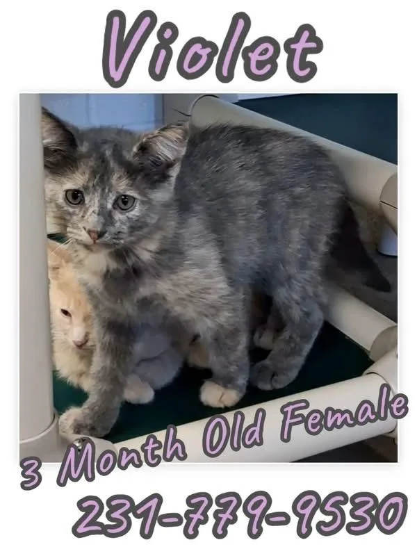 A baby medium-sized female Domestic Short Hair cat named Violet for adoption in Cadillac, MI