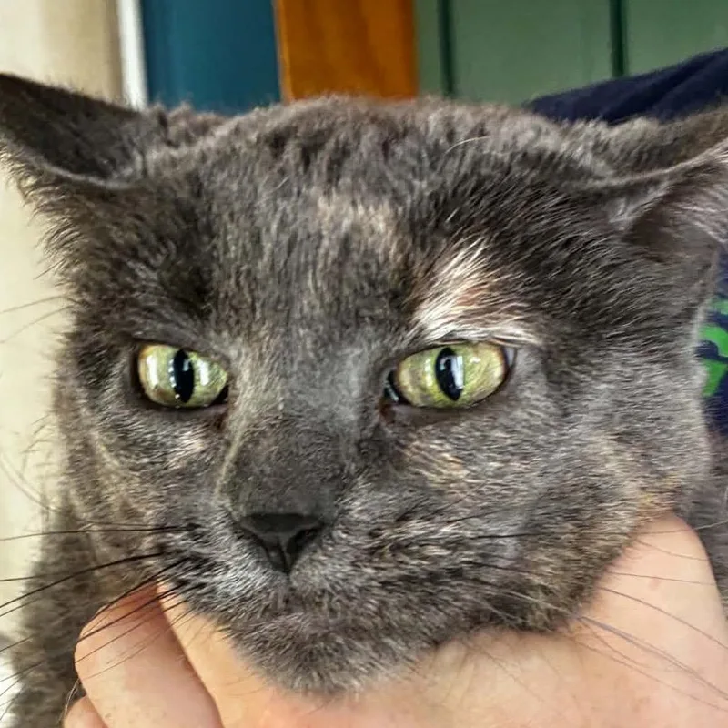 A senior small-sized female Domestic Short Hair cat named Twix for adoption in Minneapolis, MN