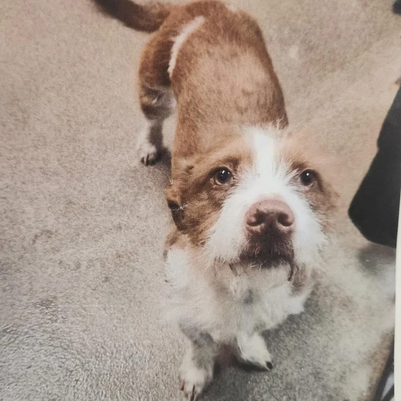 An adult medium-sized male Terrier dog named Thatch for adoption in Cumming, GA