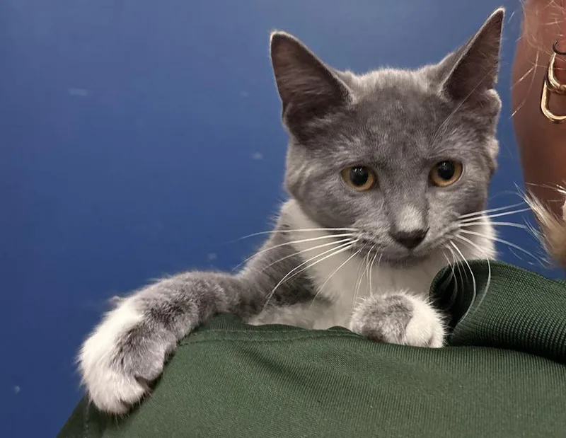 A young small-sized female Gray & White Domestic Short Hair cat named Scuttlebutt for adoption in Columbus, IN