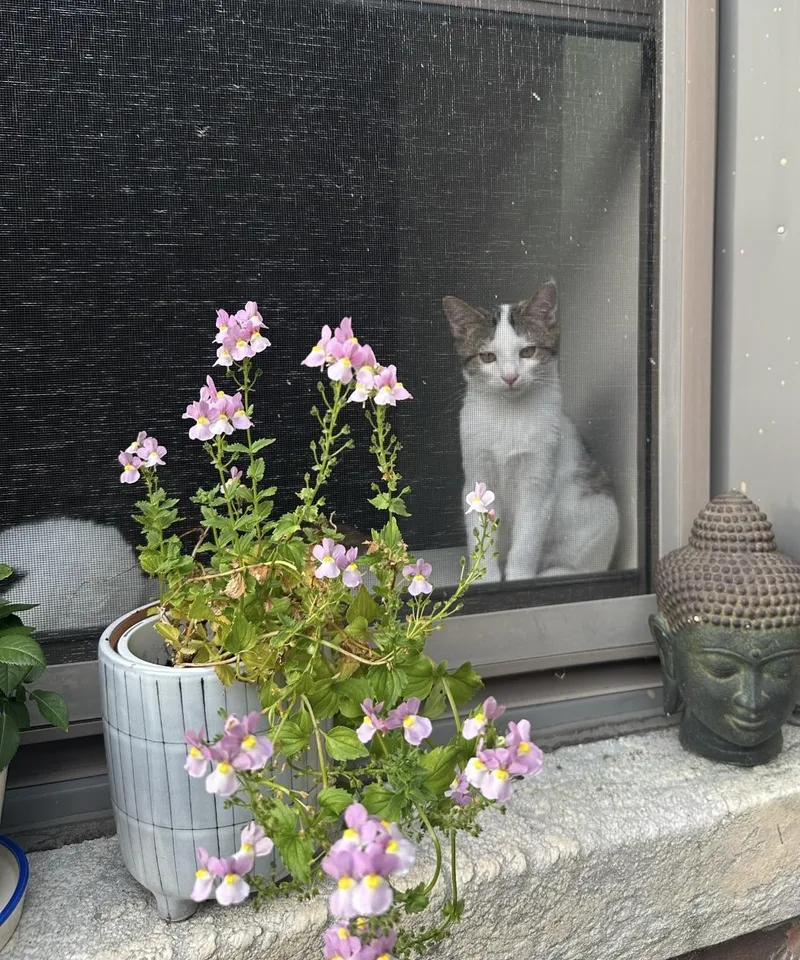 Dexter  In The thumbnail 2