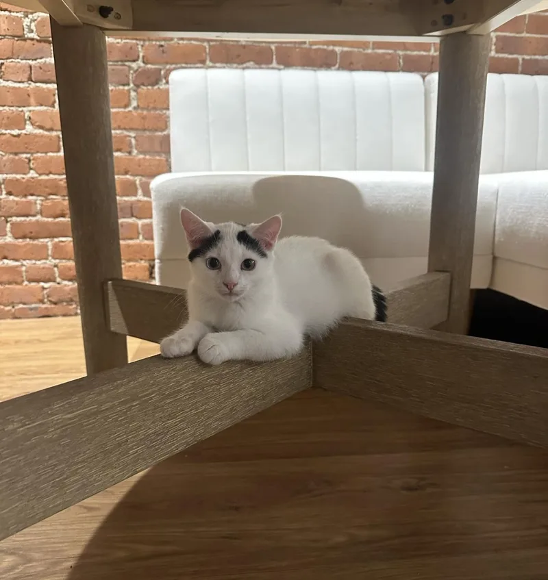 Dexter  In The thumbnail 4