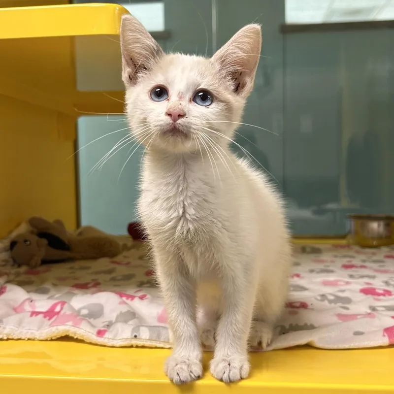 A baby small-sized male White Domestic Short Hair cat named Droop for adoption in Abilene, TX