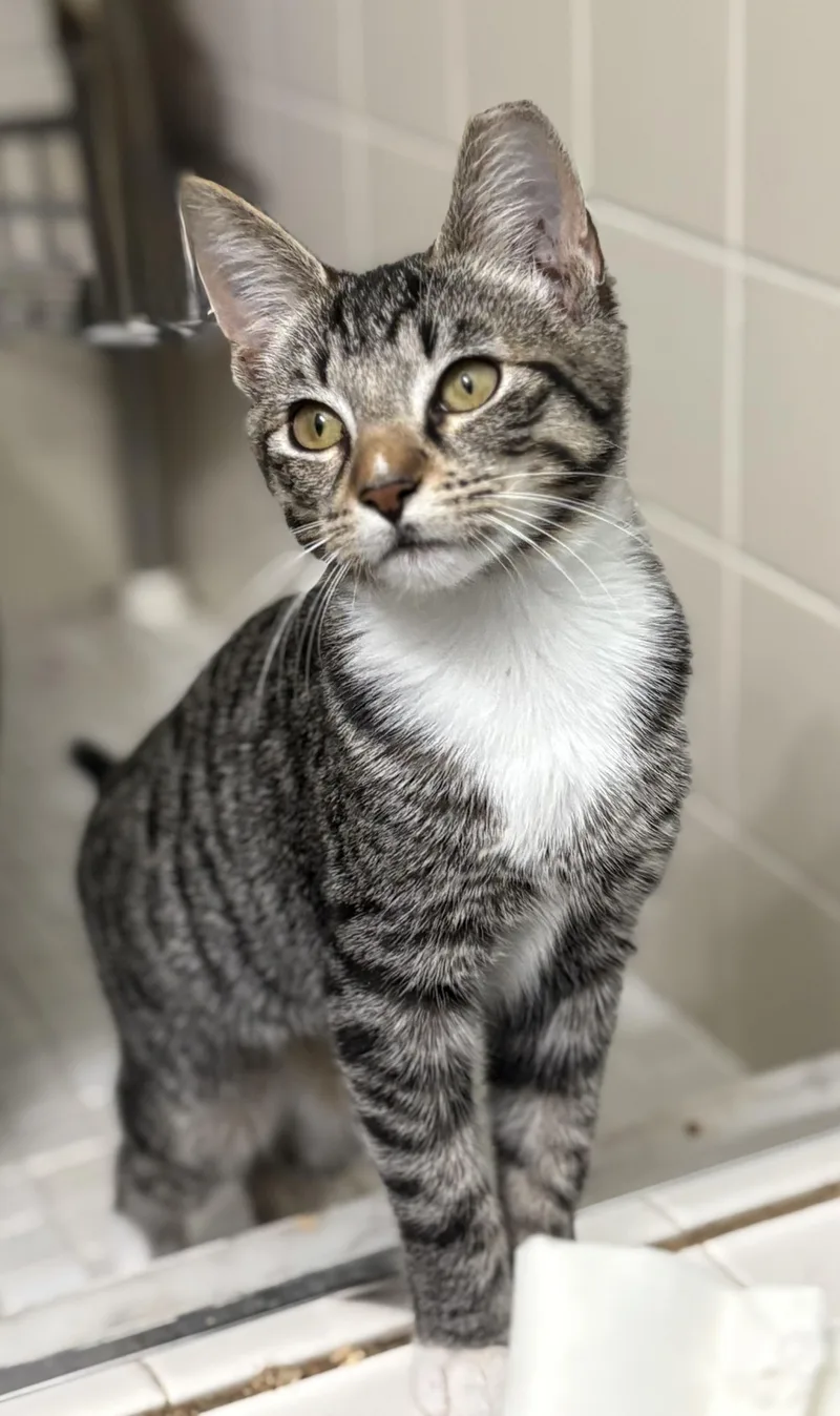 Chicklet thumbnail 2