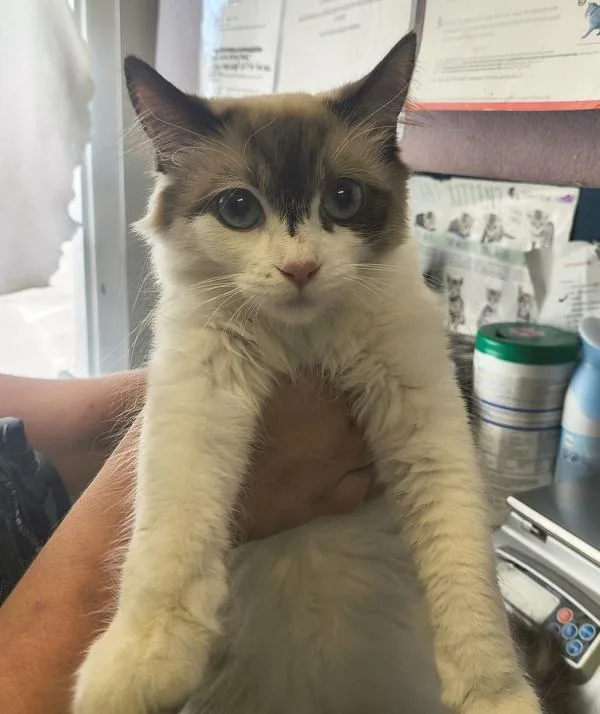 Marshmallow