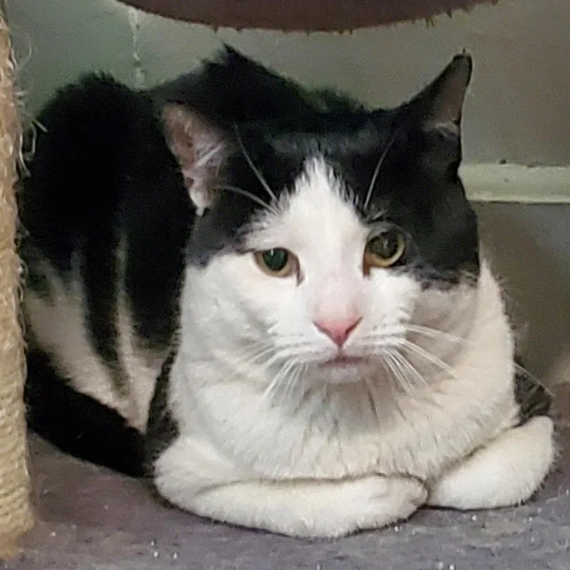 An adult medium-sized male Black & White / Tuxedo Domestic Short Hair cat named Tocchet for adoption in Maple Shade, NJ