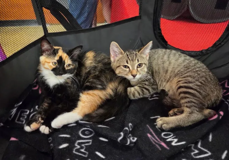 A baby medium-sized female Calico Domestic Short Hair cat named Beanie for adoption in Findlay, OH