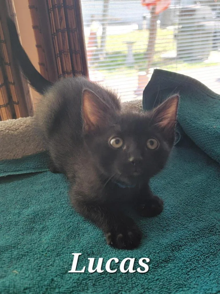 A baby small-sized male Domestic Short Hair cat named Lucas for adoption in Sebastian, FL