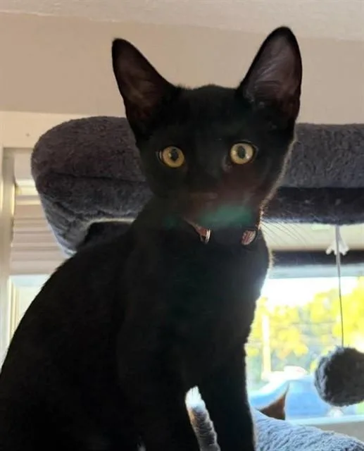 A baby small-sized male Domestic Short Hair cat named Pigpen for adoption in Springfield, MA