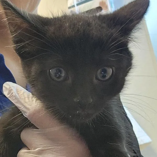A baby small-sized male Domestic Short Hair cat named Simon for adoption in Dublin, CA