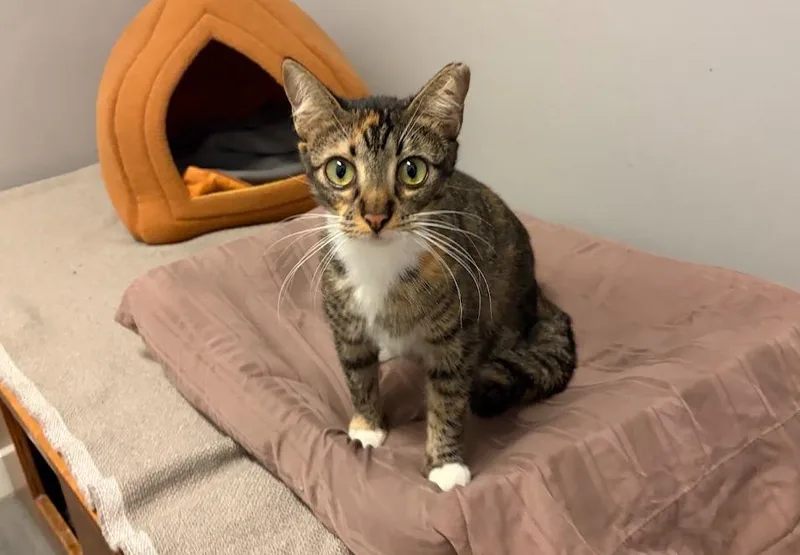 A baby medium-sized female Black & White / Tuxedo Domestic Medium Hair cat named Heidi for adoption in Hudson, NH