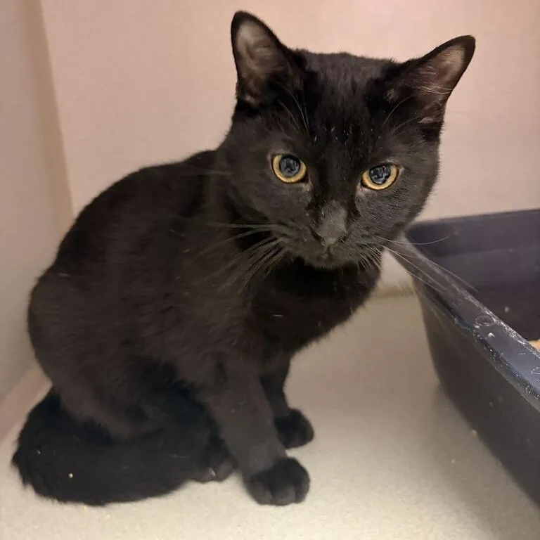 A young small-sized male Black Domestic Short Hair cat named Biggy for adoption in Davenport, IA