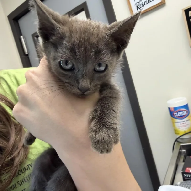 A baby small-sized female Gray / Blue / Silver Domestic Short Hair cat named Atlas for adoption in Red House, WV