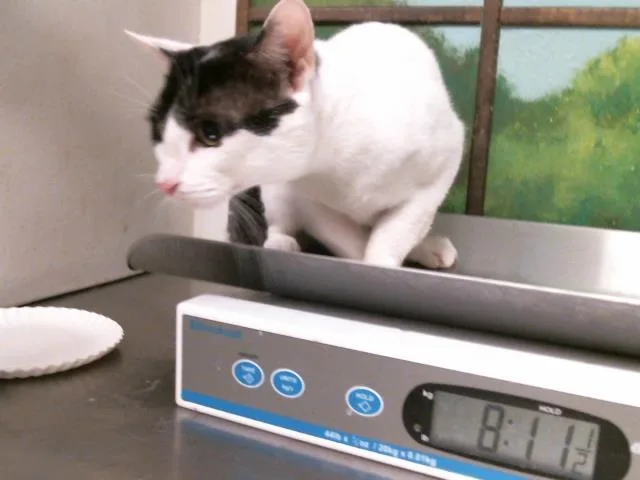 An adult large-sized male Domestic Short Hair cat named Auto for adoption in Houston, TX