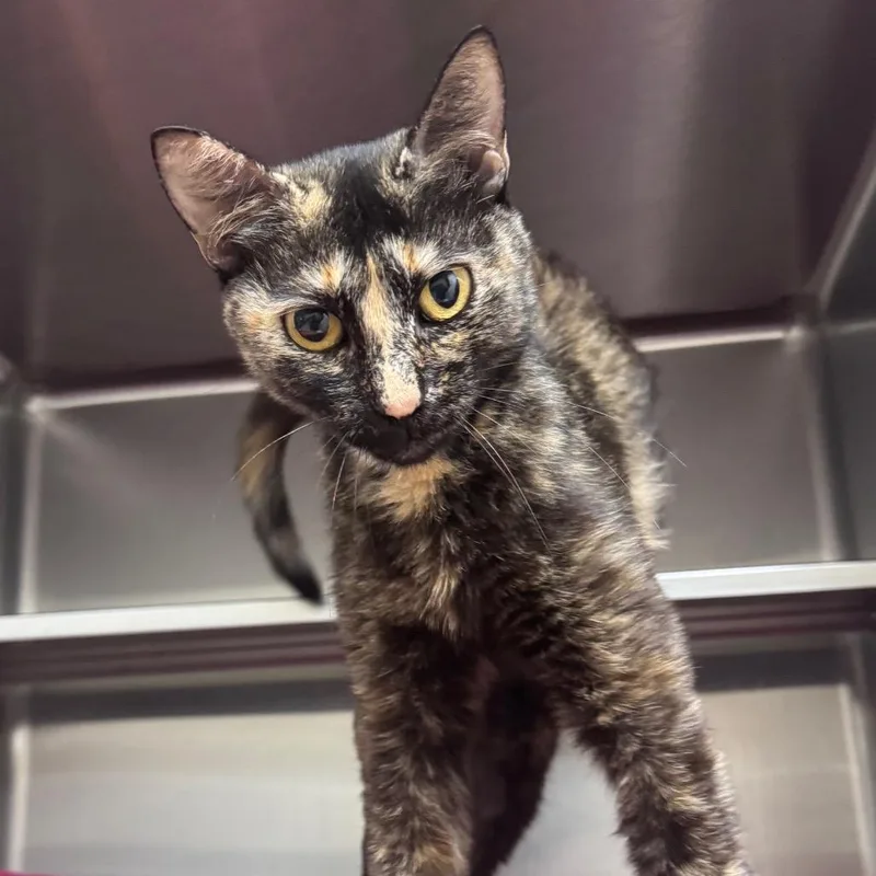 An adult medium-sized female Tortoiseshell Domestic Short Hair cat named Guava for adoption in Middleburg, FL
