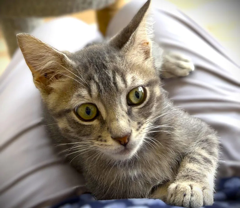 A baby medium-sized male Tabby (Gray / Blue / Silver) Tabby cat named Mel for adoption in Fort Myers, FL