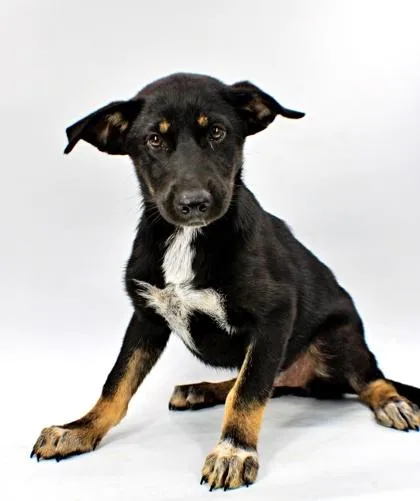 A baby large-sized female Husky dog named Tulip for adoption in Morton Grove, IL