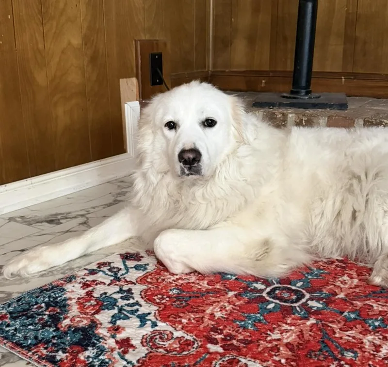 An adult large-sized female Great Pyrenees dog named Marsha HTX for adoption in Quinlan, TX