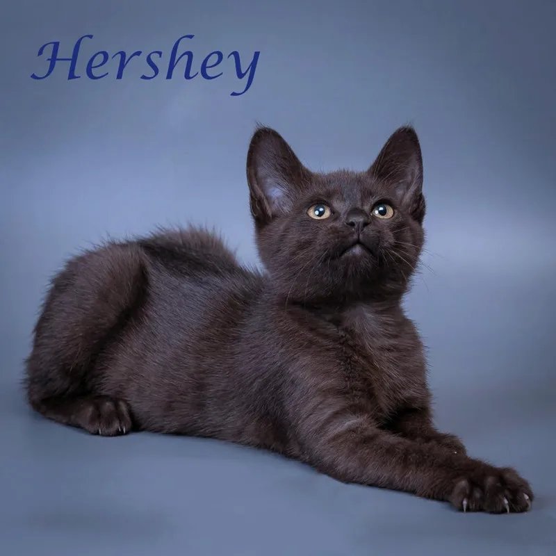 A baby small-sized male Brown / Chocolate Domestic Short Hair cat named Hershey C for adoption in Lebanon, TN