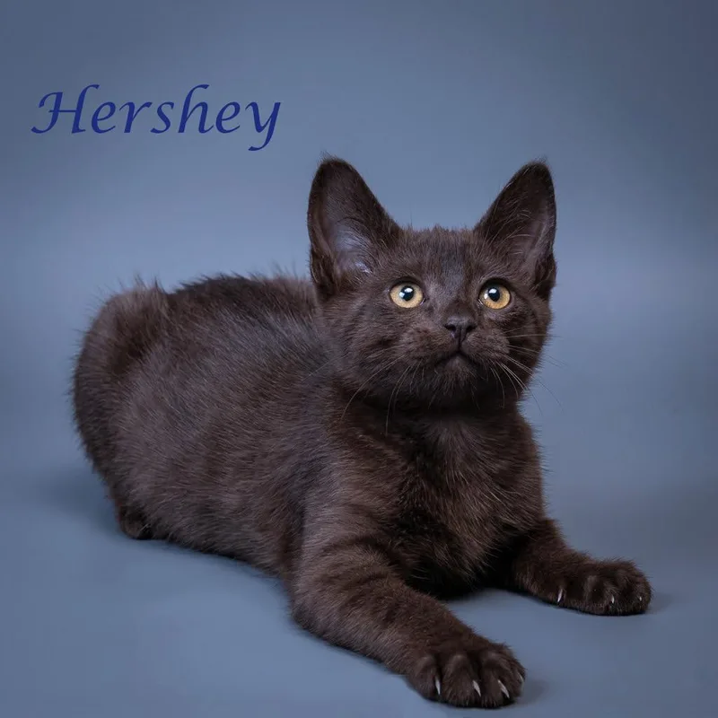 Hershey C thumbnail 2