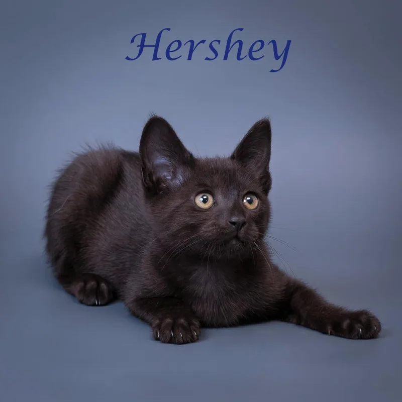 Hershey C thumbnail 3