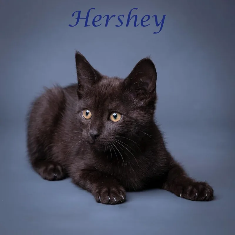 Hershey C thumbnail 4