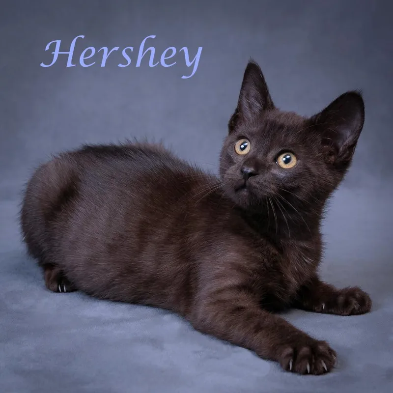 Hershey C thumbnail 5