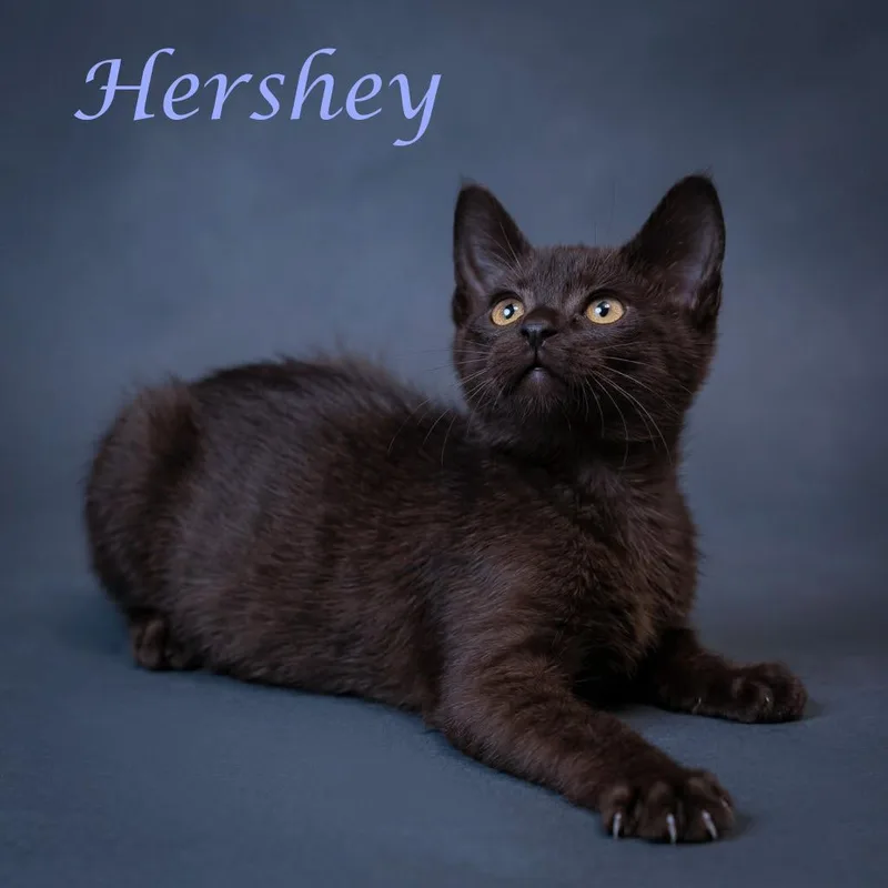 Hershey C thumbnail 6