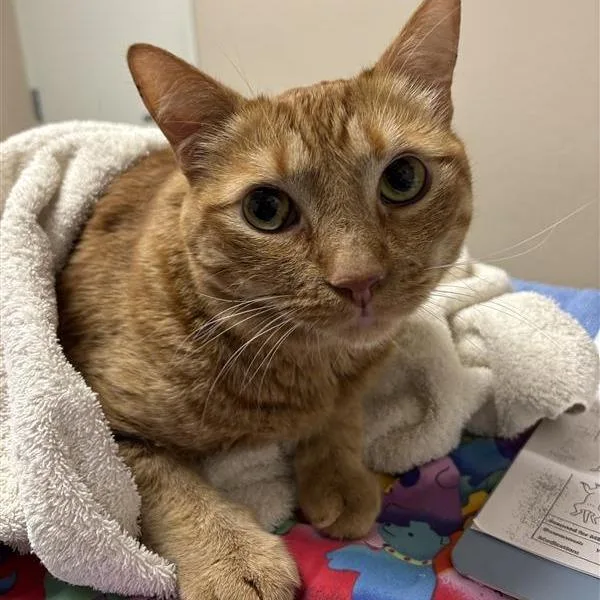 An adult extra large-sized male Orange / Red Domestic Short Hair cat named Howdy for adoption in Tempe, AZ