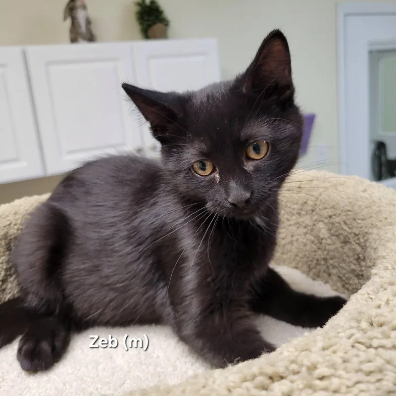 A baby medium-sized male Black Domestic Short Hair cat named Zeb for adoption in Mazon, IL