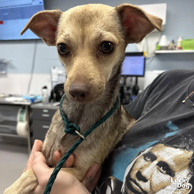 A young small-sized female Chihuahua dog named Clementine for adoption in Washington, DC