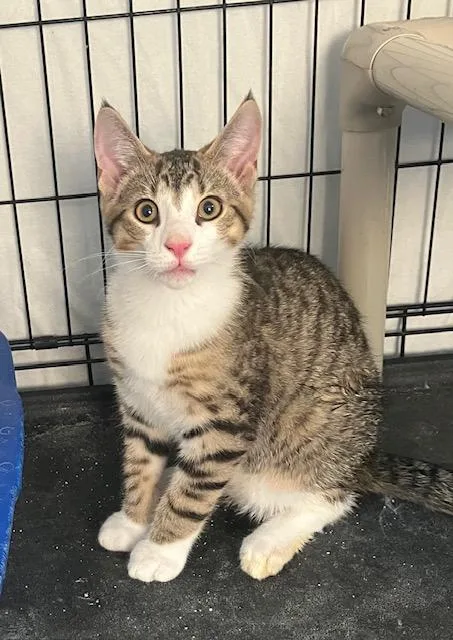 A baby medium-sized male Tabby (Buff / Tan / Fawn) Domestic Short Hair cat named Clark for adoption in Chambersburg, PA