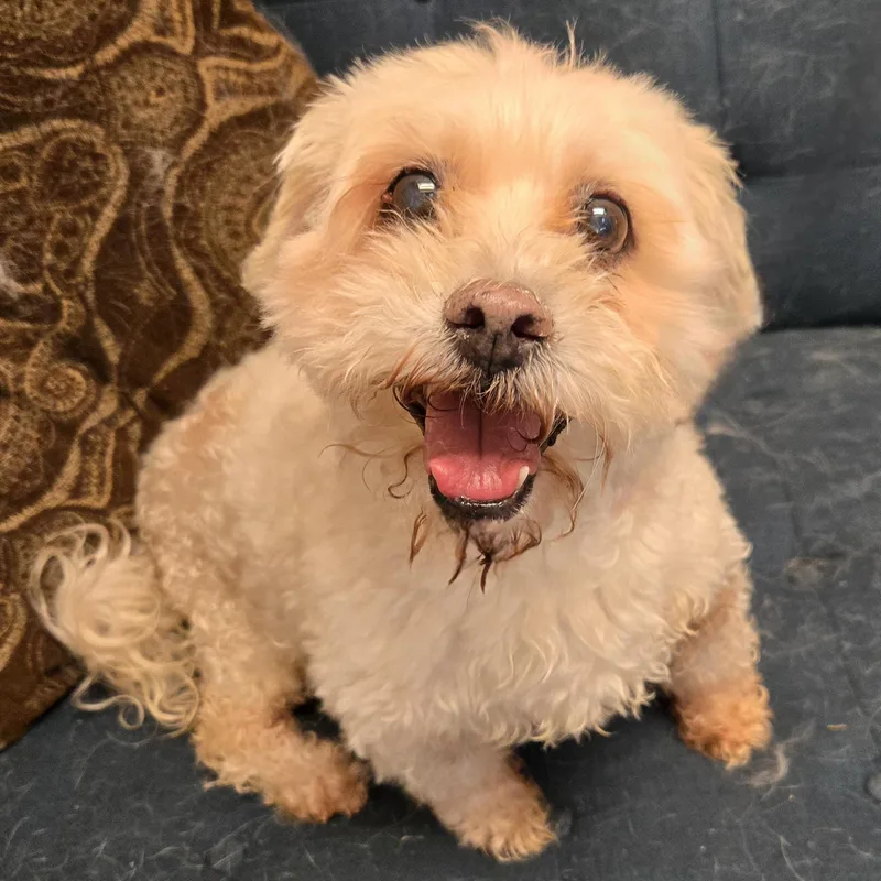 A senior small-sized male White / Cream West Highland White Terrier / Westie dog named Carson for adoption in Normal, IL