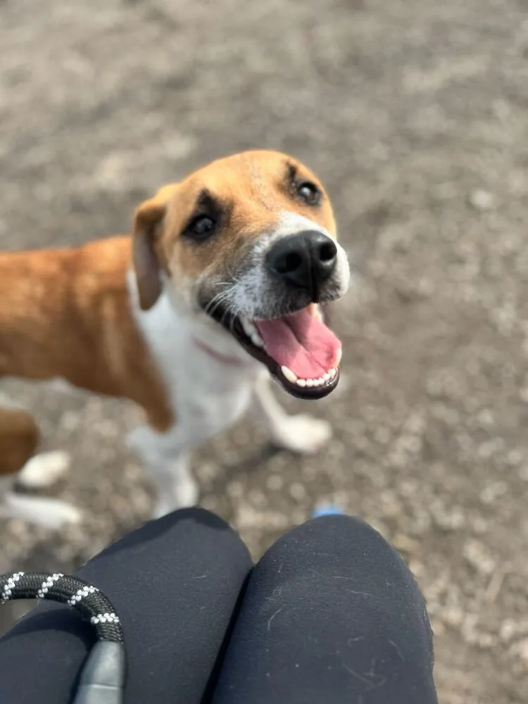 A young medium-sized female Hound dog named Kansas for adoption in Elmsford, NY