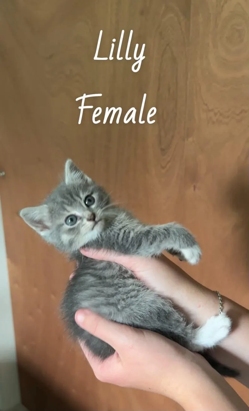 A baby medium-sized female Gray / Blue / Silver Domestic Short Hair cat named Lillypad for adoption in Royal Palm Beach, FL