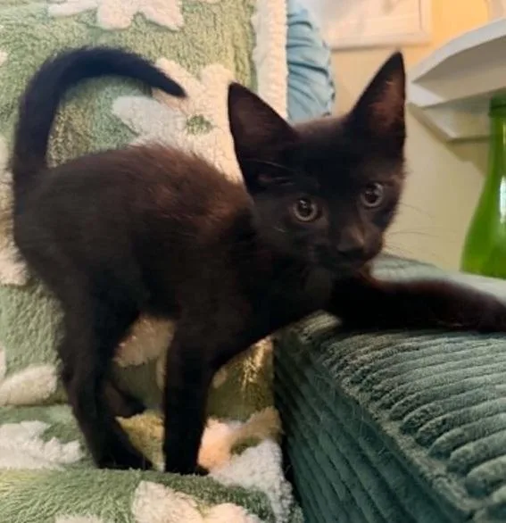 A baby medium-sized male Black Bombay cat named BB King for adoption in Waxahachie, TX