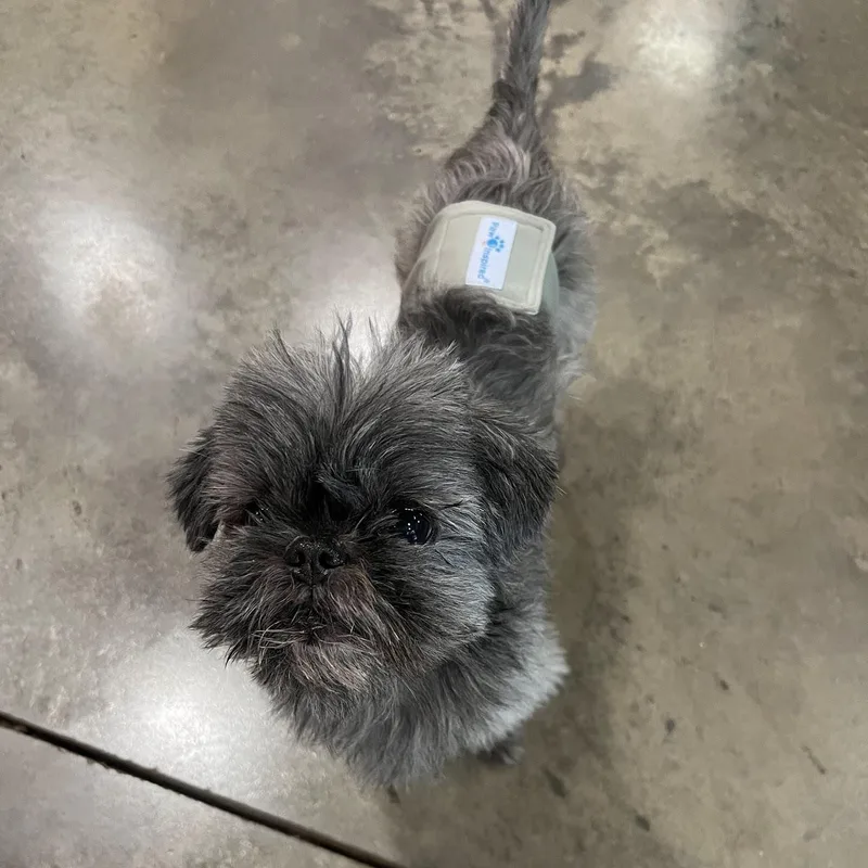 A senior small-sized male Gray / Blue / Silver Shih Tzu dog named Truffles for adoption in Salisbury, NC