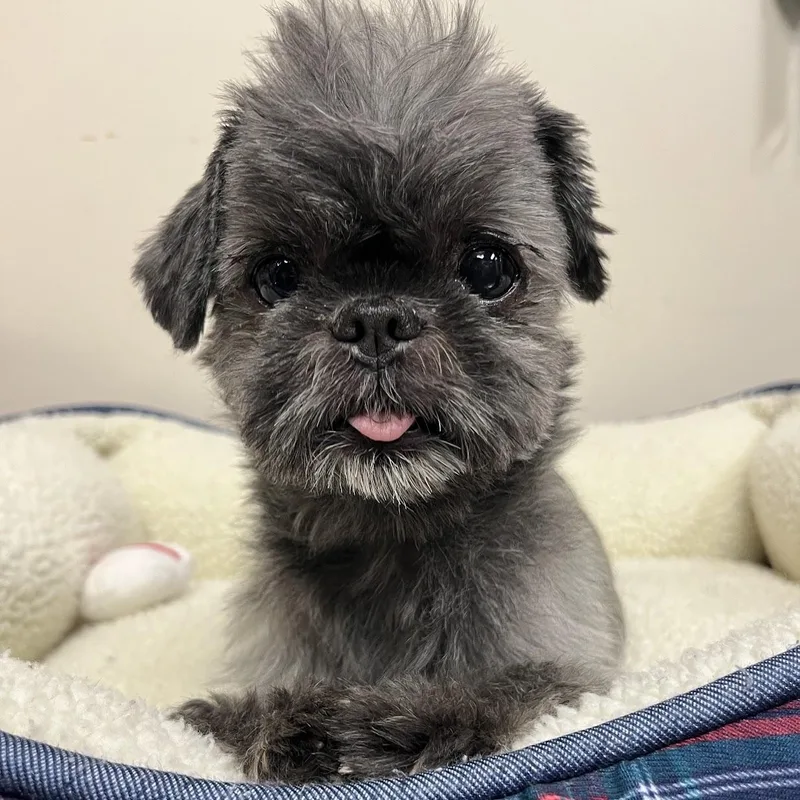 Truffles thumbnail 4