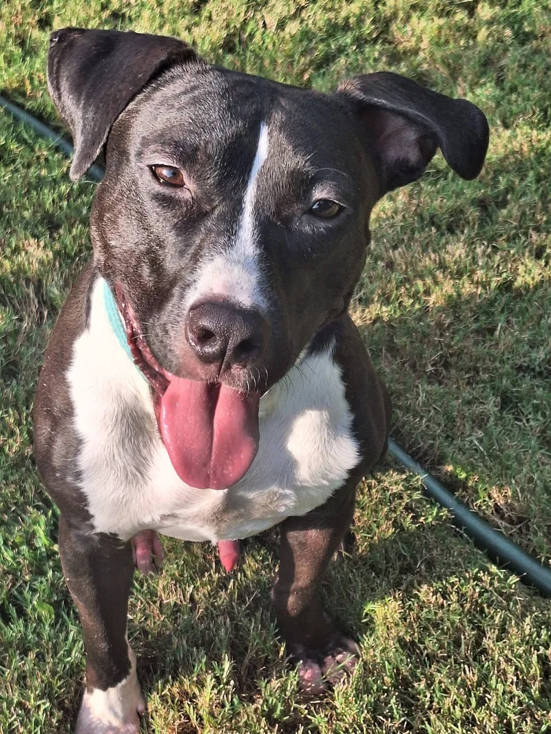 A young medium-sized male Terrier dog named Wyatt for adoption in Greenville, SC